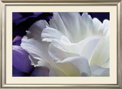 Lisianthus by Amalia Veralli Pricing Limited Edition Print image