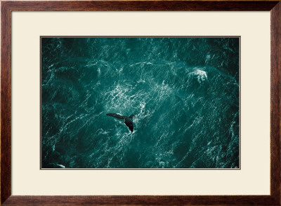 Baleine by Yann Arthus-Bertrand Pricing Limited Edition Print image