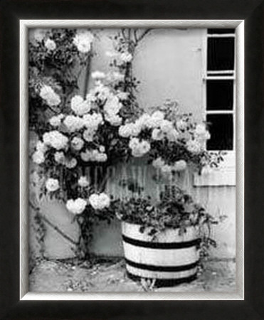 Iceberg Roses by Monte Nagler Pricing Limited Edition Print image