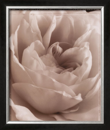 Delicate Rose by Alan Majchrowicz Pricing Limited Edition Print image