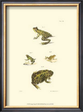 Antique Frogs Ii by J.W. Hill Pricing Limited Edition Print image