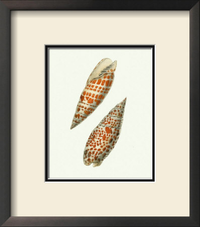 Volute Shells by George Shaw Pricing Limited Edition Print image