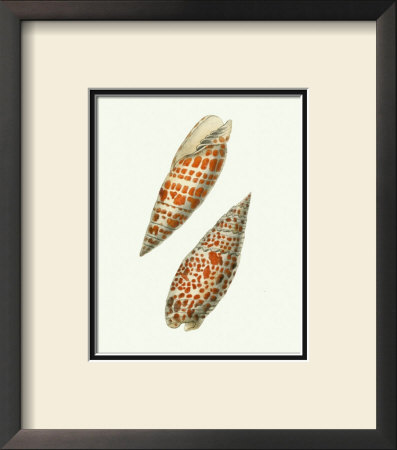 Volute Shells by George Shaw Pricing Limited Edition Print image