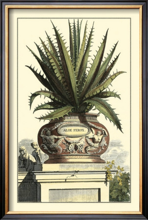 Antique Munting Aloe I by Abraham Munting Pricing Limited Edition Print image