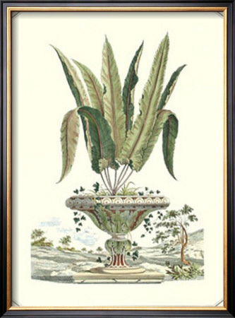 Majestic Fern Ii by Abraham Munting Pricing Limited Edition Print image