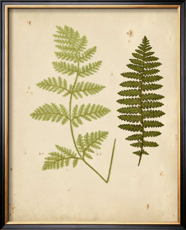 Cottage Ferns Iii by Edward Lowe Pricing Limited Edition Print image