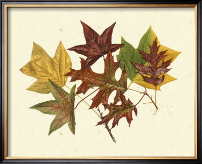 Tulip Tree, Sweet Gum And Scarlet Oak by Denton Pricing Limited Edition Print image