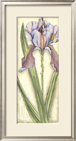 Becky's Iris Iv by Chariklia Zarris Pricing Limited Edition Print image