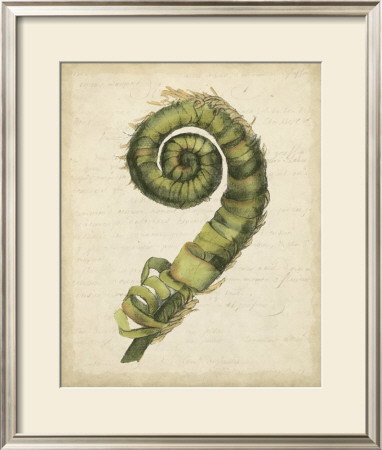 Fiddlehead Ferns Ii by Jennifer Goldberger Pricing Limited Edition Print image