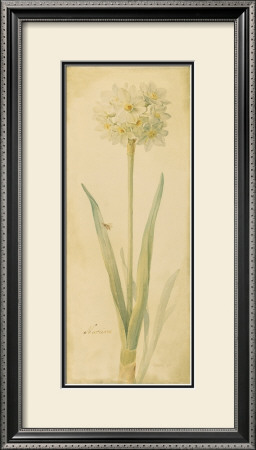 Botanical Narcisse by Danhui Nai Pricing Limited Edition Print image