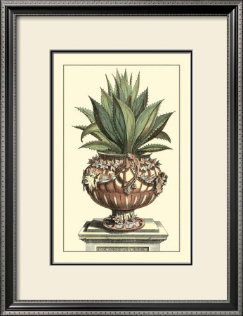 Antique Munting Aloe Iv by Abraham Munting Pricing Limited Edition Print image