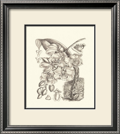 Black And White Curtis Orchid Viii by Samuel Curtis Pricing Limited Edition Print image
