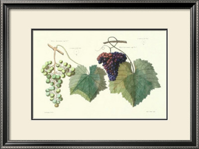 Grape Ensemble I by T. Langley Pricing Limited Edition Print image