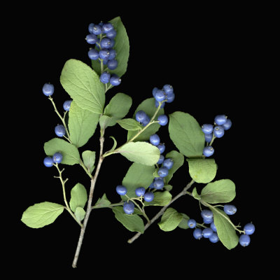 Branches Of The Serviceberry (Amelanchier) With Blue Berries And Green Leaves, New Hampshire, Usa by Jose Iselin Pricing Limited Edition Print image