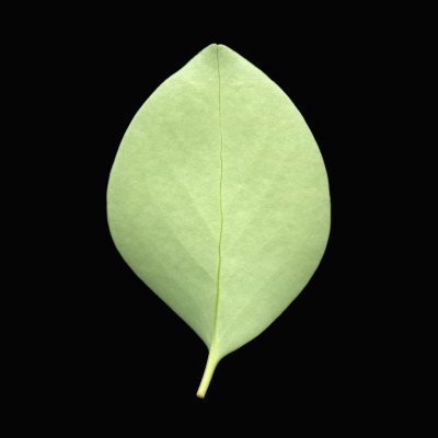 Broadleaf Leaf Underside(Griselinia Littoralis), New Zealand by Jose Iselin Pricing Limited Edition Print image