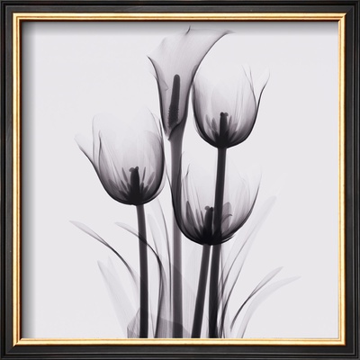 Tulips And Arum Lily by Marianne Haas Pricing Limited Edition Print image