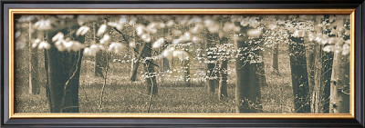 Bluebell Grove With Blossom by Bill Philip Pricing Limited Edition Print image