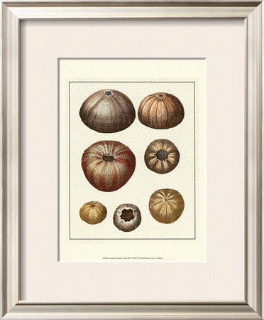 Crackled Antique Shells Iii by Denis Diderot Pricing Limited Edition Print image