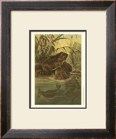 Pond Frogs by Louis Prang Pricing Limited Edition Print image