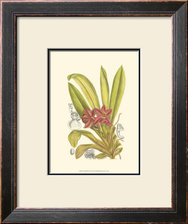 Orchid Plenty Ii by Samuel Curtis Pricing Limited Edition Print image