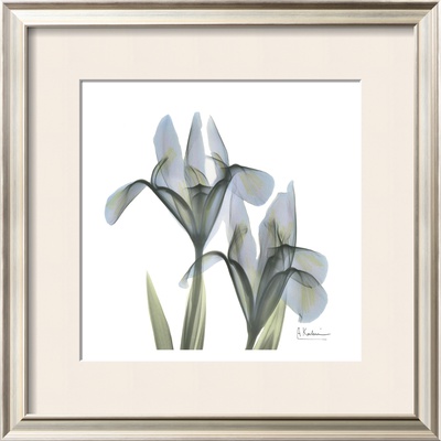 Japanese Iris Ii by Albert Koetsier Pricing Limited Edition Print image