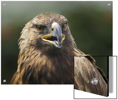 Headshot Of An Eagle by D.M. Pricing Limited Edition Print image