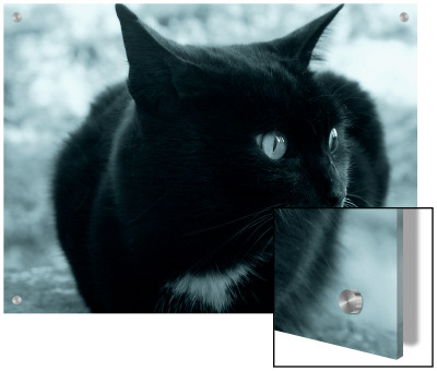 Black Cat by I.W. Pricing Limited Edition Print image