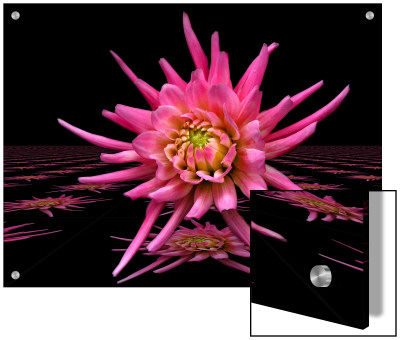 Lily Flower Exponential by I.W. Pricing Limited Edition Print image