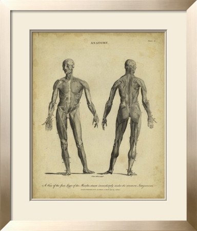 Anatomy Study Iv by Jack Wilkes Pricing Limited Edition Print image