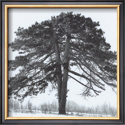 Arbres Divers Ii by Michel Ditlove Pricing Limited Edition Print image