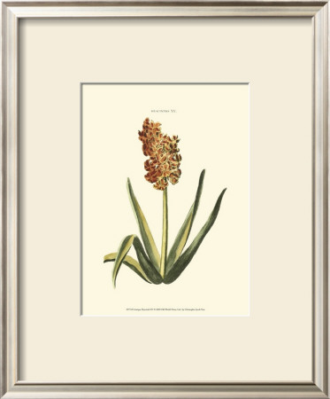 Antique Hyacinth Xv by Christoph Jacob Trew Pricing Limited Edition Print image