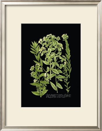 Weinmann Botanical On Black Vi by Johann Wilhelm Weinmann Pricing Limited Edition Print image