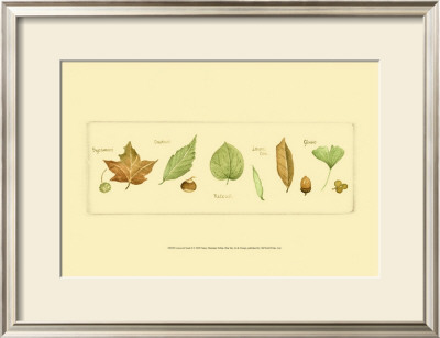 Leaves And Seeds Ii by Nancy Shumaker Pallan Pricing Limited Edition Print image