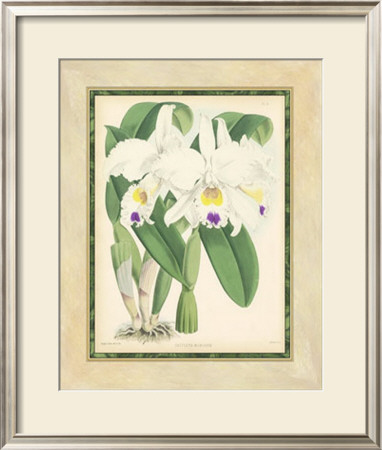 Fitch Orchid Iii by J. Nugent Fitch Pricing Limited Edition Print image
