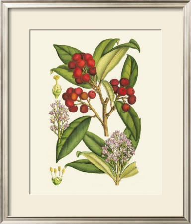Crimson Berries I by Samuel Curtis Pricing Limited Edition Print image
