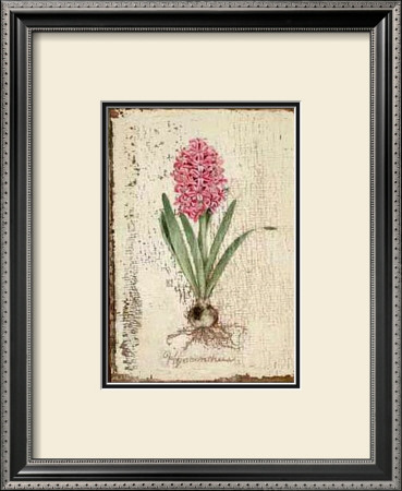 Pink Hyacinth by Lisa Canney Chesaux Pricing Limited Edition Print image