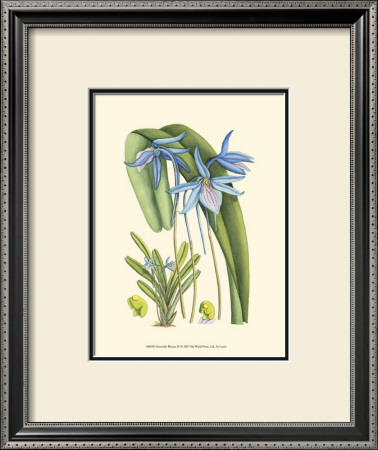 Periwinkle Blooms Iv by Samuel Curtis Pricing Limited Edition Print image
