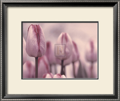 Les Tulipes I by Katja Marzahn Pricing Limited Edition Print image