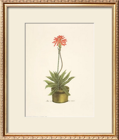 Flowered Cacti In A Green Pot by Johann Wilhelm Weinmann Pricing Limited Edition Print image