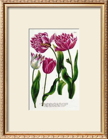 Single And Double Tulips by Johann Wilhelm Weinmann Pricing Limited Edition Print image
