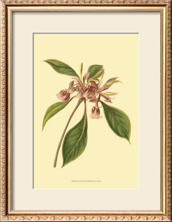 Tropical Ambrosia Iii by Sydenham Teast Edwards Pricing Limited Edition Print image