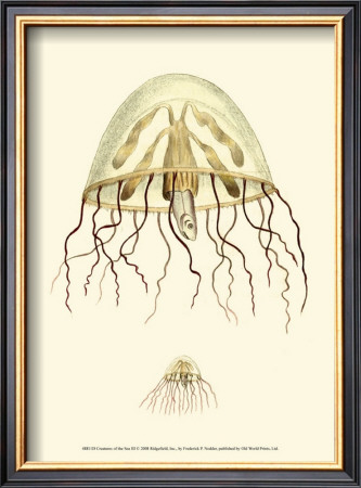 Creatures Of The Sea Iii by Frederick P. Nodder Pricing Limited Edition Print image