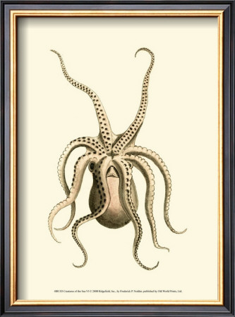 Creatures Of The Sea Vi by Frederick P. Nodder Pricing Limited Edition Print image
