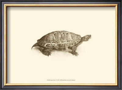 Sepia Turtle I by J. H. Richard Pricing Limited Edition Print image