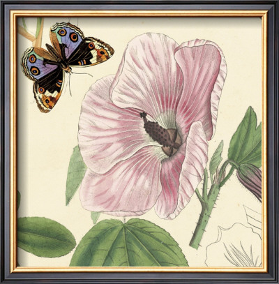 Hibiscus by Louis Van Houtte Pricing Limited Edition Print image