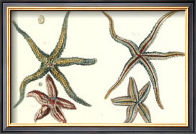 Starfish I by Daniel Diderot Pricing Limited Edition Print image