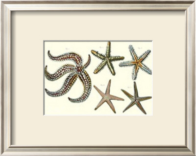 Starfish Ii by Daniel Diderot Pricing Limited Edition Print image