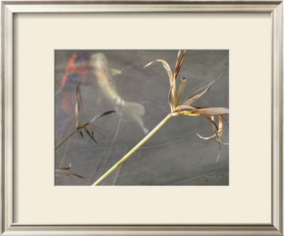Coy Iii by Susan Friedman Pricing Limited Edition Print image