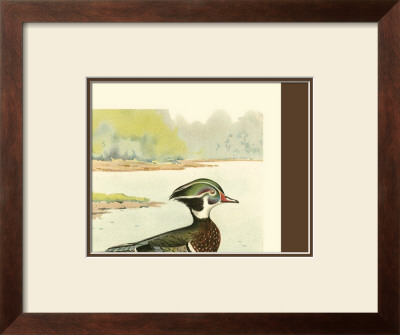 Woodduck Male by Ridgway Pricing Limited Edition Print image