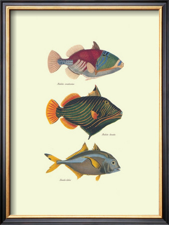 Tropical Fish by J. W. Bennet & Couvier Pricing Limited Edition Print image
